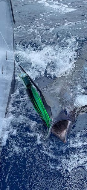 Blue Marlin Cavalier & Blue Marlin Sport Fishing Gran Canaria