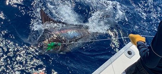 Billfish Explosion Cavalier & Blue Marlin Sport Fishing Gran Canaria