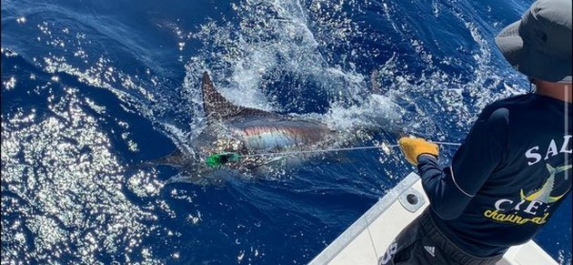 Blue Marlin Cavalier & Blue Marlin Sport Fishing Gran Canaria