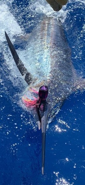 Blue Marlin Cavalier & Blue Marlin Sport Fishing Gran Canaria