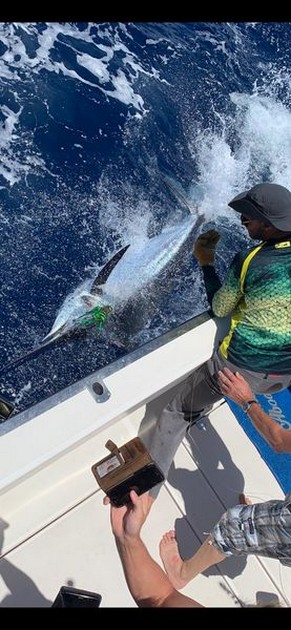 June Photo Archive 2019 Cavalier & Blue Marlin Sport Fishing Gran Canaria