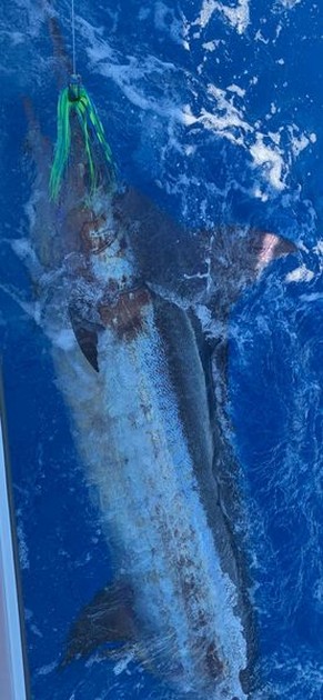 June Photo Archive 2019 Cavalier & Blue Marlin Sport Fishing Gran Canaria