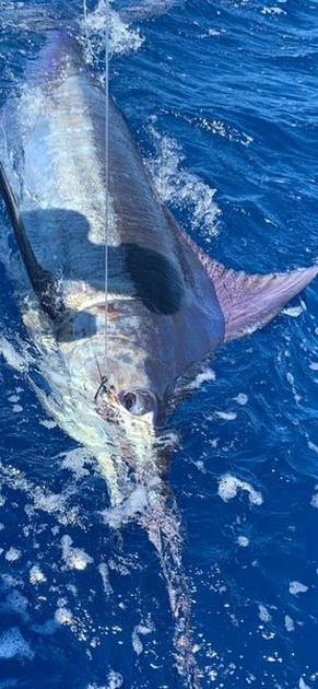 June Photo Archive 2019 Cavalier & Blue Marlin Sport Fishing Gran Canaria