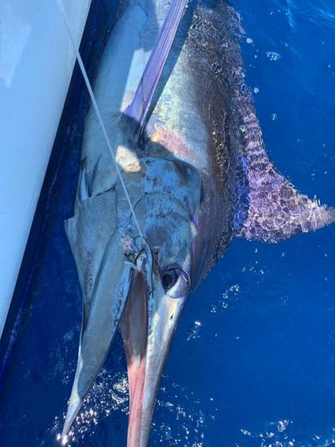 June Photo Archive 2019 Cavalier & Blue Marlin Sport Fishing Gran Canaria