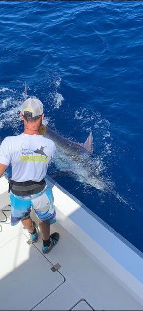 June Photo Archive 2019 Cavalier & Blue Marlin Sport Fishing Gran Canaria