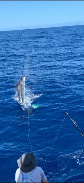 June Photo Archive 2019 Cavalier & Blue Marlin Sport Fishing Gran Canaria