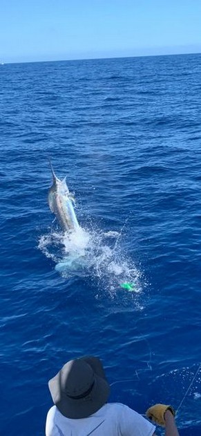 June Photo Archive 2019 Cavalier & Blue Marlin Sport Fishing Gran Canaria