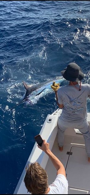 June Photo Archive 2019 Cavalier & Blue Marlin Sport Fishing Gran Canaria