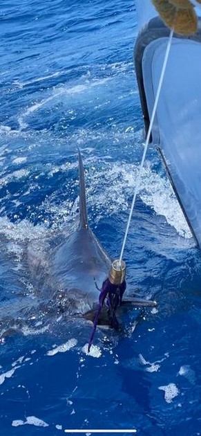 July Photo Archive 2019 Cavalier & Blue Marlin Sport Fishing Gran Canaria