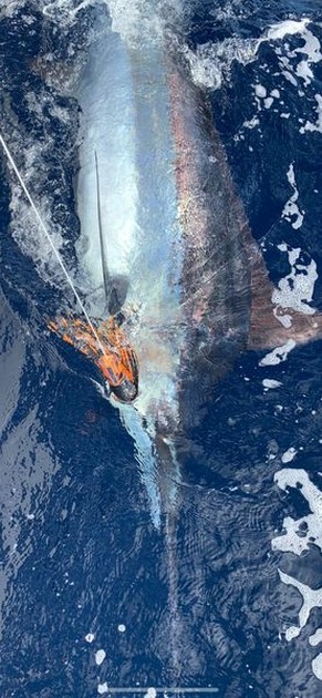 July Photo Archive 2019 Cavalier & Blue Marlin Sport Fishing Gran Canaria