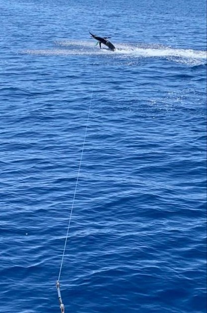 1/2 Blauwe Marlijn Cavalier & Blue Marlin Sport Fishing Gran Canaria
