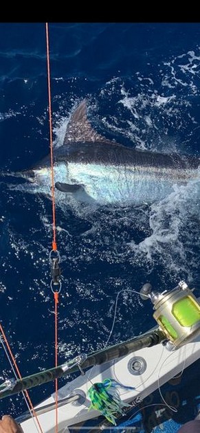 - Cavalier & Blue Marlin Sport Fishing Gran Canaria