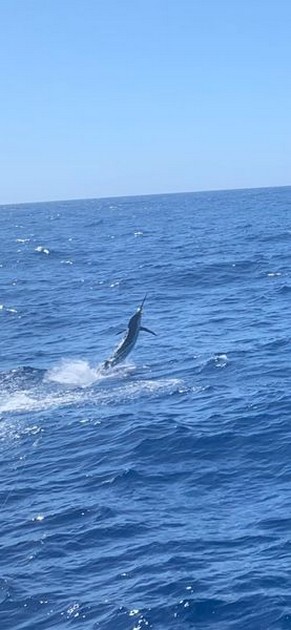 July Photo Archive 2019 Cavalier & Blue Marlin Sport Fishing Gran Canaria