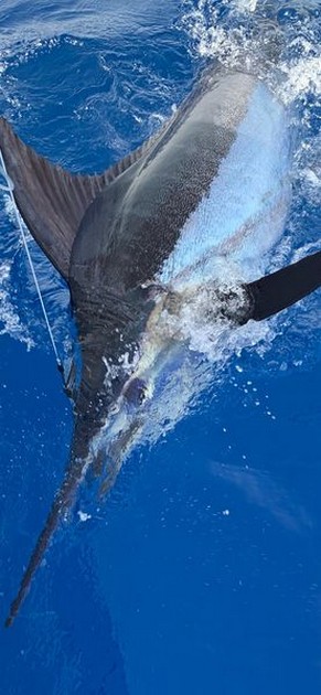  - Cavalier & Blue Marlin Sport Fishing Gran Canaria
