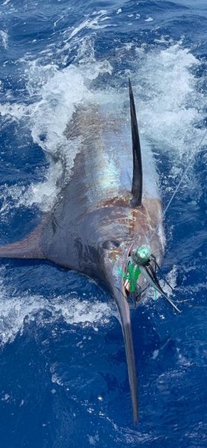  - Cavalier & Blue Marlin Sport Fishing Gran Canaria