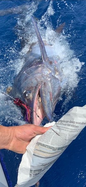 July Photo Archive 2019 Cavalier & Blue Marlin Sport Fishing Gran Canaria