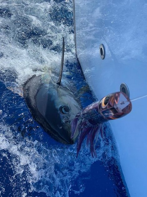 July Photo Archive 2019 Cavalier & Blue Marlin Sport Fishing Gran Canaria