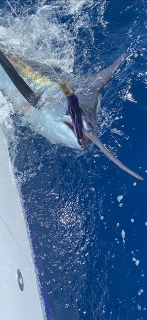 July Photo Archive 2019 Cavalier & Blue Marlin Sport Fishing Gran Canaria