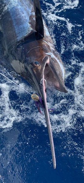 August Photo Archive 2019 Cavalier & Blue Marlin Sport Fishing Gran Canaria