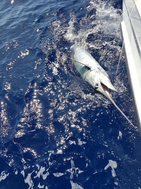 August Photo Archive 2019 Cavalier & Blue Marlin Sport Fishing Gran Canaria
