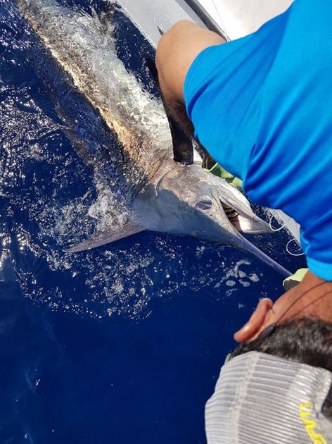 August Photo Archive 2019 Cavalier & Blue Marlin Sport Fishing Gran Canaria