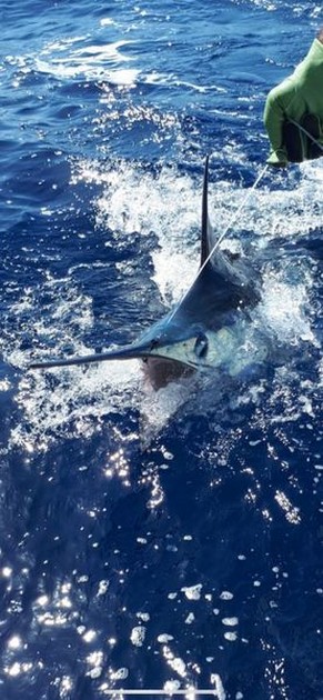 August Photo Archive 2019 Cavalier & Blue Marlin Sport Fishing Gran Canaria