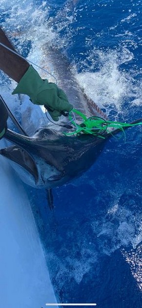 August Photo Archive 2019 Cavalier & Blue Marlin Sport Fishing Gran Canaria