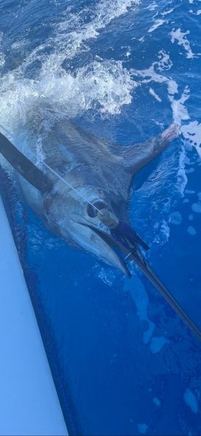 August Photo Archive 2019 Cavalier & Blue Marlin Sport Fishing Gran Canaria