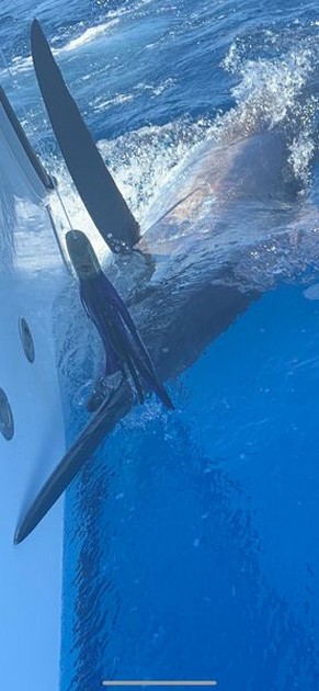 August Photo Archive 2019 Cavalier & Blue Marlin Sport Fishing Gran Canaria