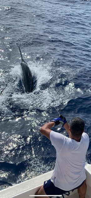 August Photo Archive 2019 Cavalier & Blue Marlin Sport Fishing Gran Canaria