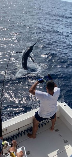 August Photo Archive 2019 Cavalier & Blue Marlin Sport Fishing Gran Canaria