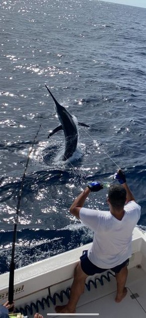 August Photo Archive 2019 Cavalier & Blue Marlin Sport Fishing Gran Canaria