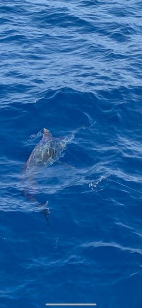 August Photo Archive 2019 Cavalier & Blue Marlin Sport Fishing Gran Canaria