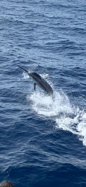 August Photo Archive 2019 Cavalier & Blue Marlin Sport Fishing Gran Canaria