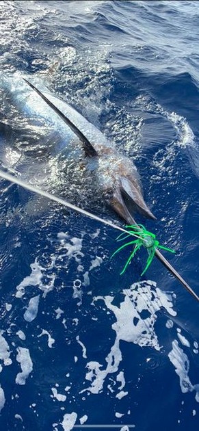 August Photo Archive 2019 Cavalier & Blue Marlin Sport Fishing Gran Canaria