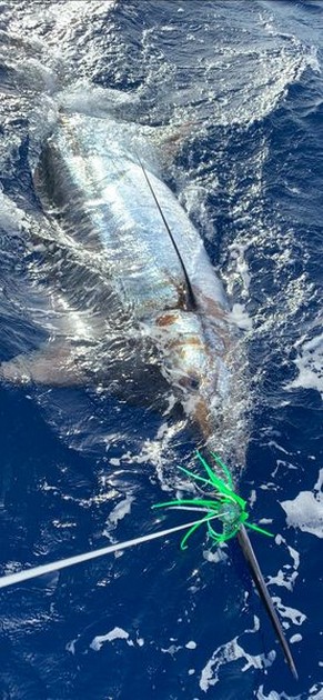 August Photo Archive 2019 Cavalier & Blue Marlin Sport Fishing Gran Canaria