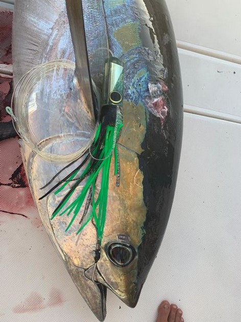 August Photo Archive 2019 Cavalier & Blue Marlin Sport Fishing Gran Canaria