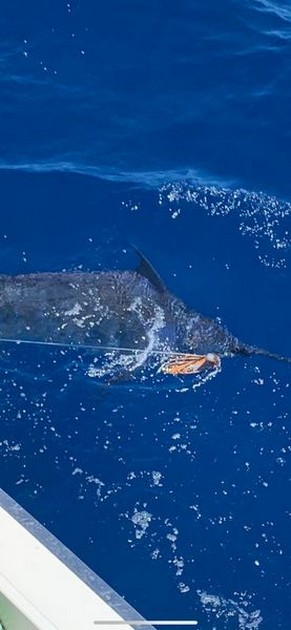 August Photo Archive 2019 Cavalier & Blue Marlin Sport Fishing Gran Canaria