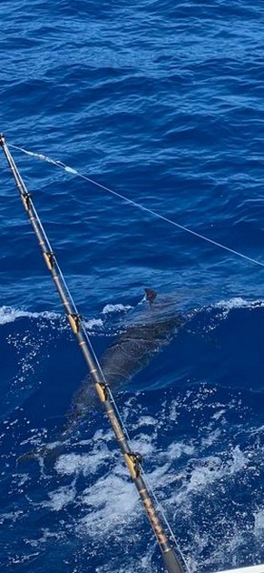 August Photo Archive 2019 Cavalier & Blue Marlin Sport Fishing Gran Canaria