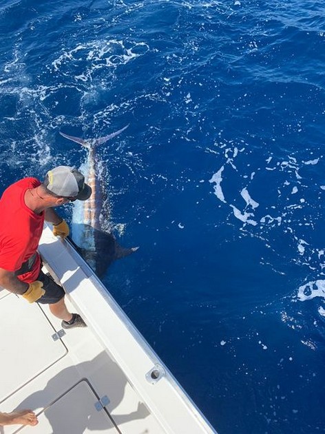 August Photo Archive 2019 Cavalier & Blue Marlin Sport Fishing Gran Canaria