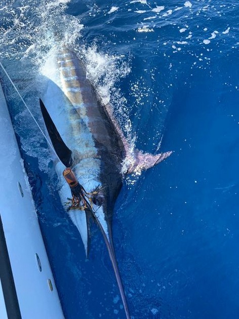 August Photo Archive 2019 Cavalier & Blue Marlin Sport Fishing Gran Canaria