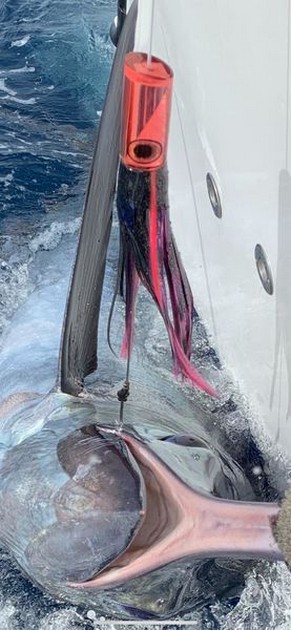 August Photo Archive 2019 Cavalier & Blue Marlin Sport Fishing Gran Canaria