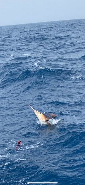 August Photo Archive 2019 Cavalier & Blue Marlin Sport Fishing Gran Canaria