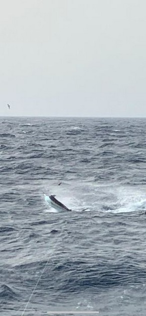 August Photo Archive 2019 Cavalier & Blue Marlin Sport Fishing Gran Canaria