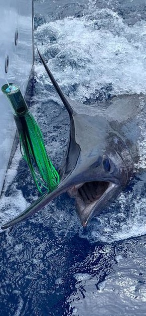  - Cavalier & Blue Marlin Sport Fishing Gran Canaria
