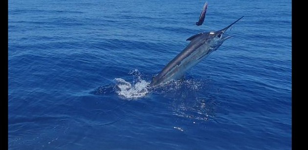  - Cavalier & Blue Marlin Sport Fishing Gran Canaria