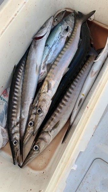 September Photo Archive 2019 Cavalier & Blue Marlin Sport Fishing Gran Canaria