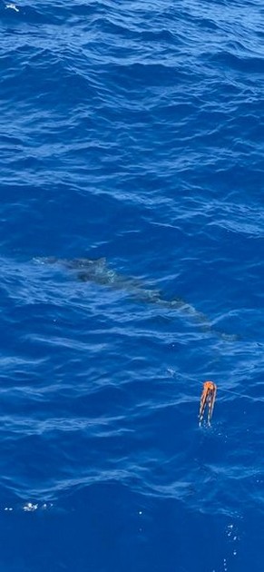 September Photo Archive 2019 Cavalier & Blue Marlin Sport Fishing Gran Canaria