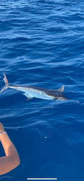 September Photo Archive 2019 Cavalier & Blue Marlin Sport Fishing Gran Canaria