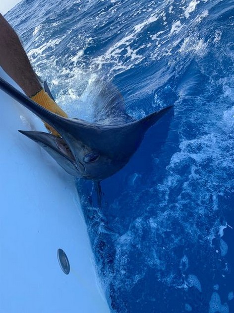 September Photo Archive 2019 Cavalier & Blue Marlin Sport Fishing Gran Canaria